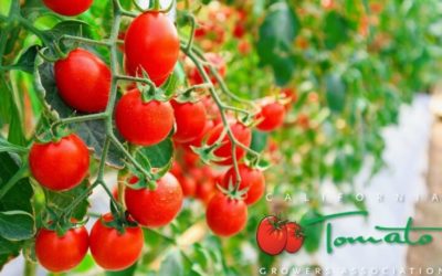 TPWC Member Highlight: California Tomato Growers Association