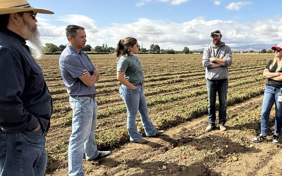 Fresh Eyes at the Tomato Harvest